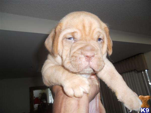 Dogue De Bordeaux Puppies